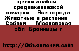 щенки алабая ( среднекавказкой овчарки) - Все города Животные и растения » Собаки   . Московская обл.,Бронницы г.